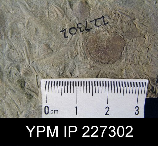 Dalmanella elegantula