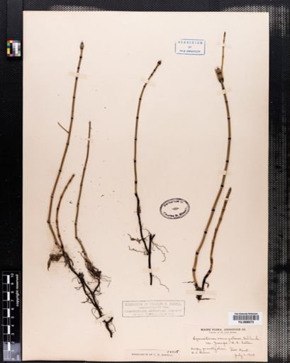Equisetum variegatum