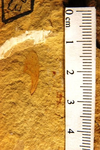 Cedrela pteraformis