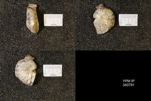 Scaphites sp.