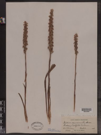 Ibidium cernuum