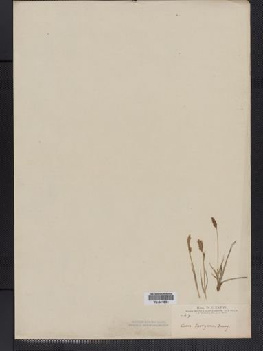 Carex