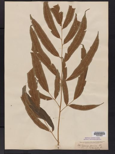 Coniogramme