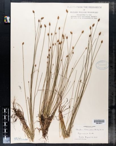 Eleocharis tuberculosa