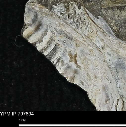 Mollusca