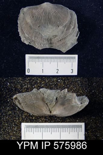 Hebertella sinuata