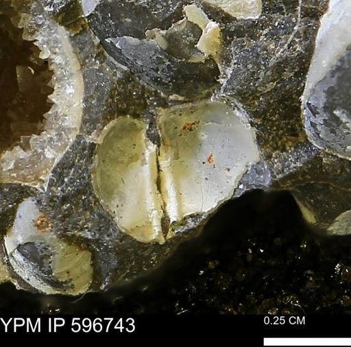 Limopsis striatopunctatus