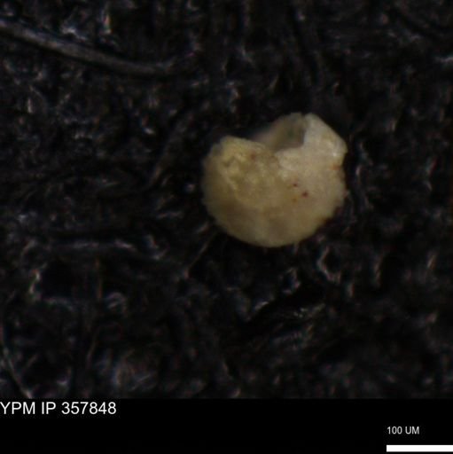 undet. Foraminiferida