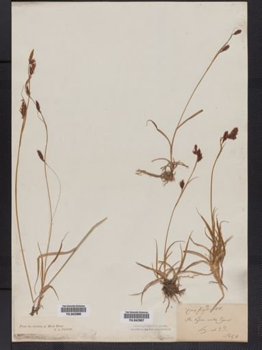 Carex