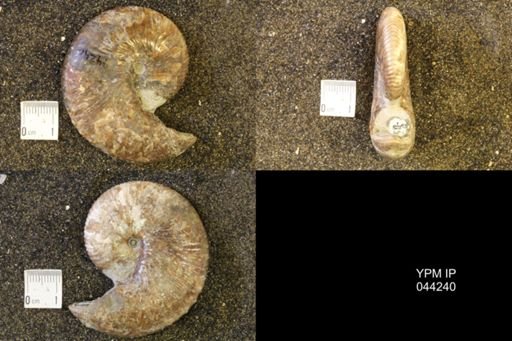 Hoploscaphites comprimus