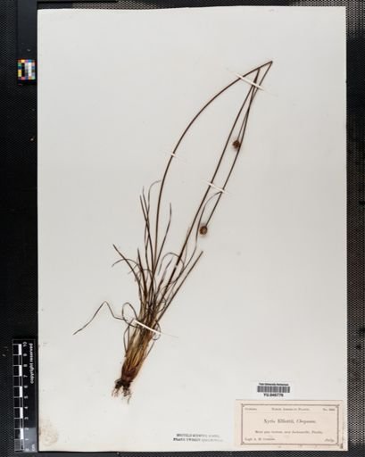 Xyris smalliana