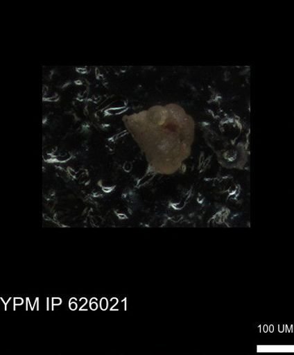 undet. Foraminiferida