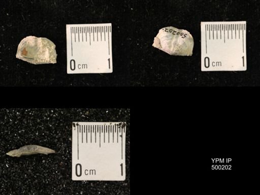 Mesolobus mesolobus decipiens