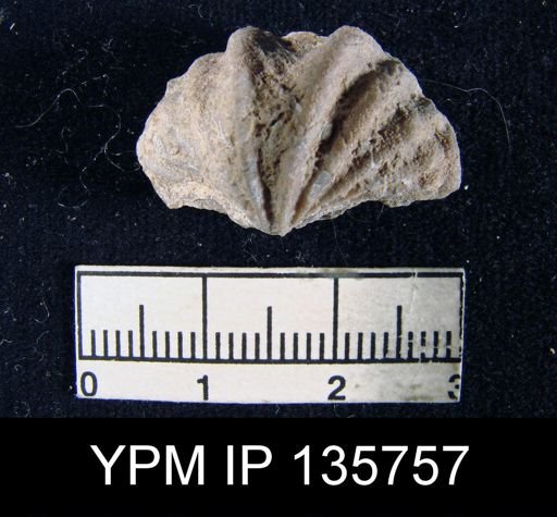 Spiriferina (Punctospirifer) cristata