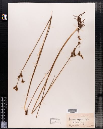Juncus caesariensis