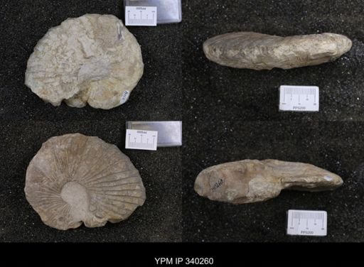 Oxytropidoceras acutocarinatum