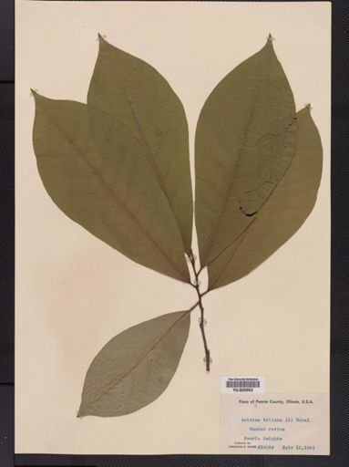 Asimina triloba