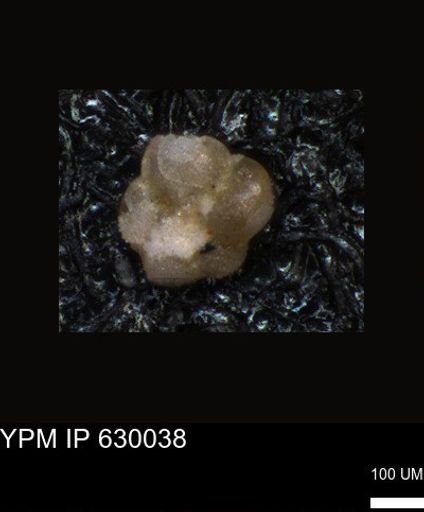undet. Foraminiferida