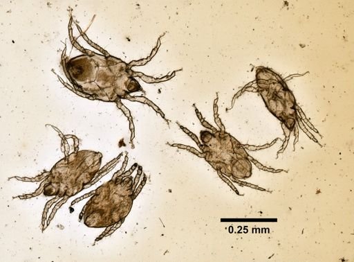 Rhombognathides merrimani needleri