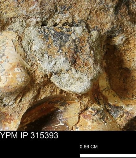 undet. Mollusca