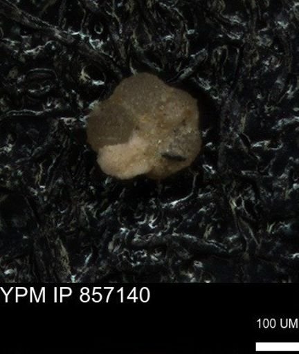 undet. Foraminiferida