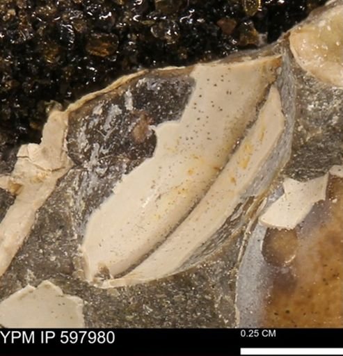 Protocardia?