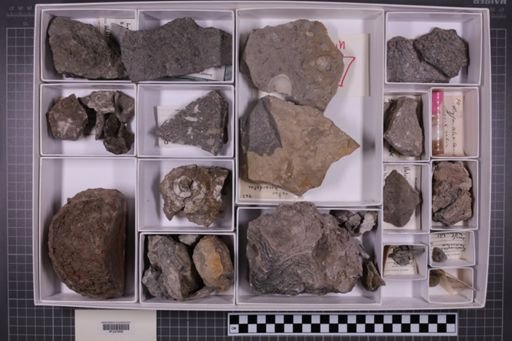 mixed taxa, stratigraphic collection