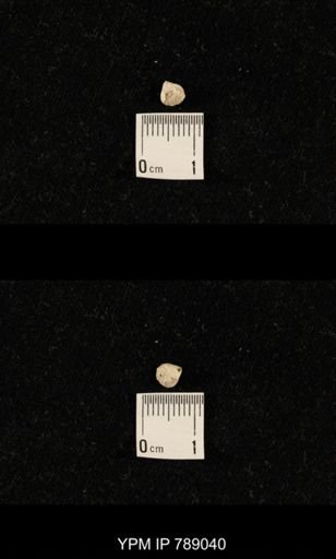undet. Brachiopoda