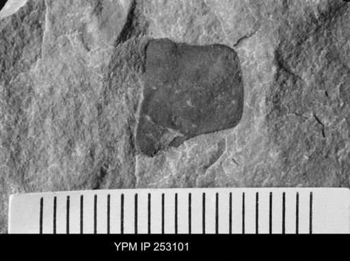 undet. Eurypterida