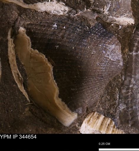undet. Bivalvia
