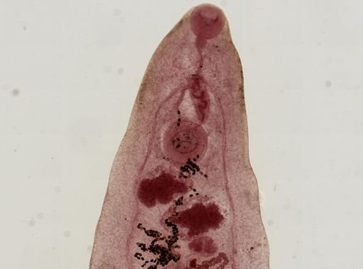 Dicrocoelium dendriticum
