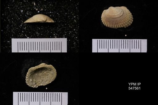 Scapharca transversa