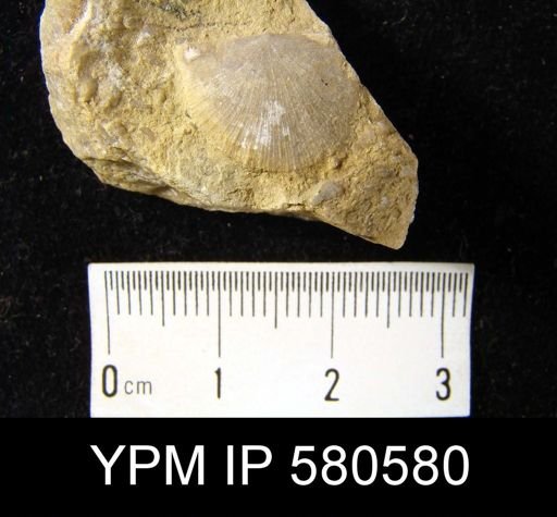 undet. Strophomenida
