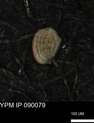 Spirolocammina planula