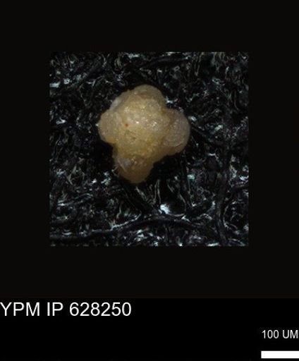 undet. Foraminiferida