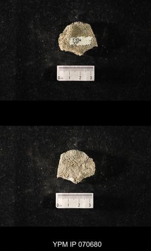 Favosites? louisvillensis