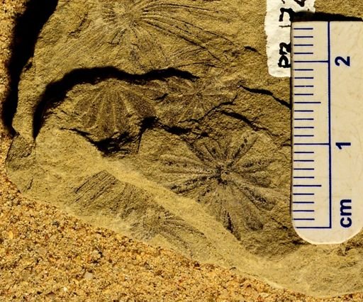 Annularia sp.