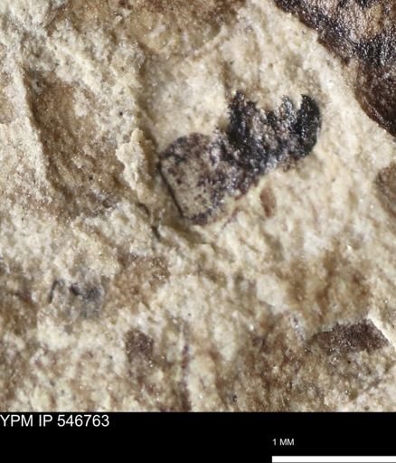 undet. Insecta