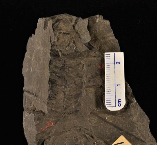 Cladophlebis sp.
