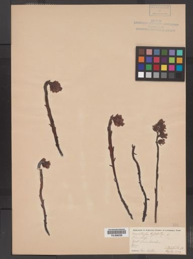 Monotropa hypopithys