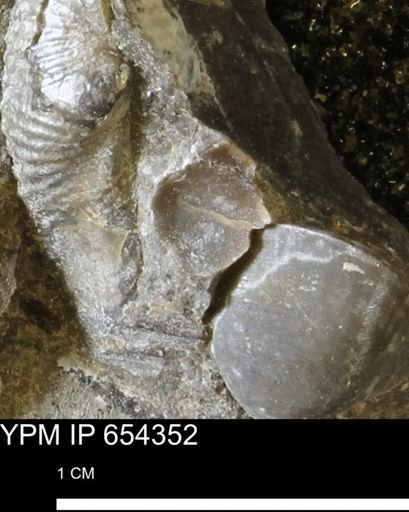 undet. Bivalvia