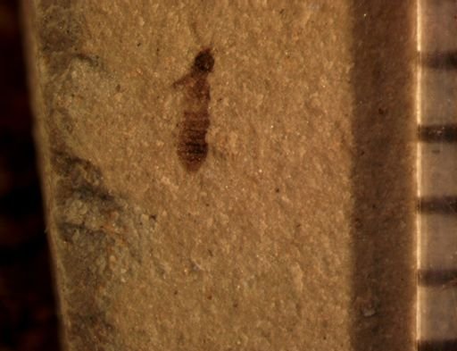 undet. Staphylinidae