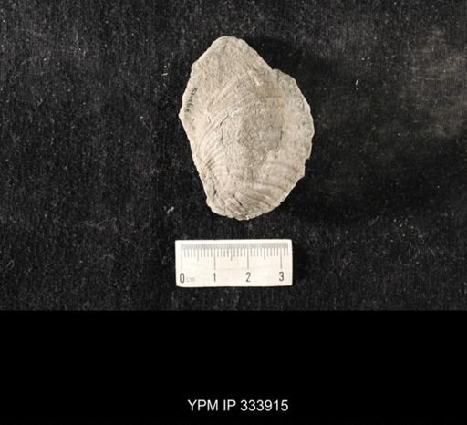 Echinoconchus vittata