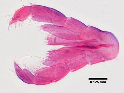 Hyalella
