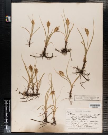 Carex