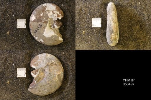 Hoploscaphites nicolletii