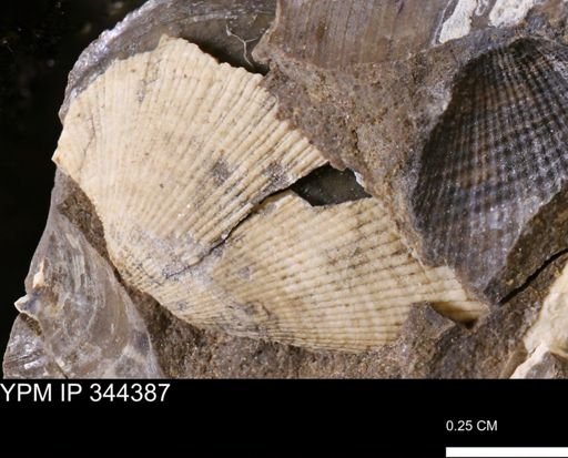 Parallelodon (Cosmetodon) sp.