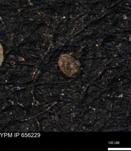 Spirolocammina subcircularis