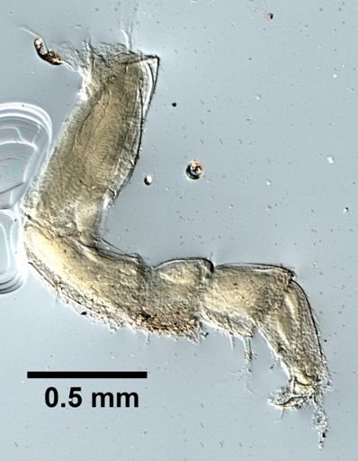 Actoniscus ellipticus