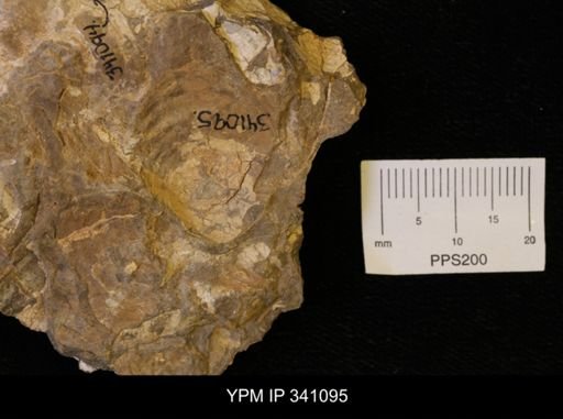 Scaphites sp.